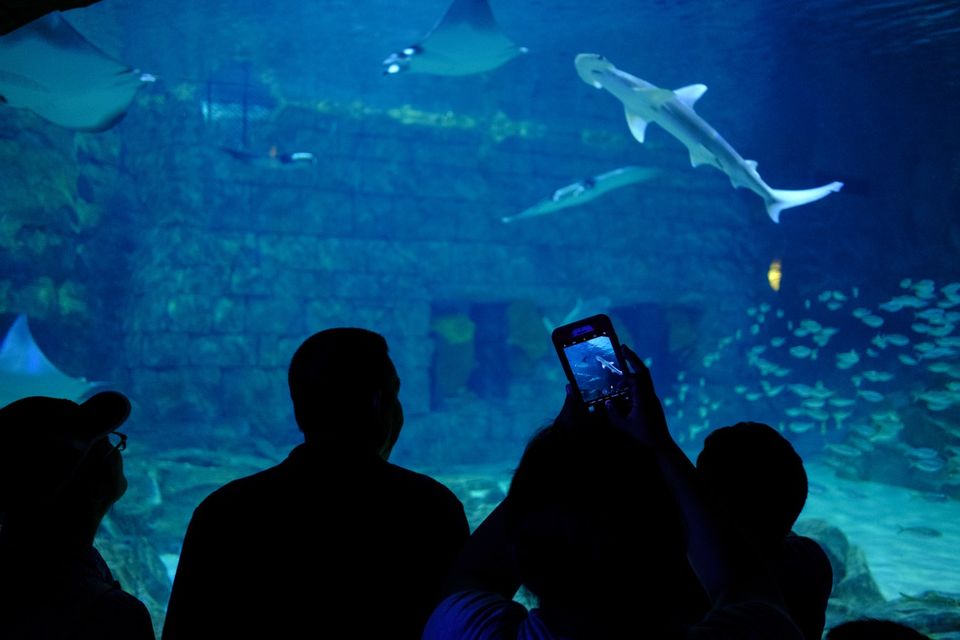 Photo of 5 Reasons Why You Should Ditch Friends And Celebrate New Year 2019 With Your Family In Sharjah 4/4 by Sharjah Tourism