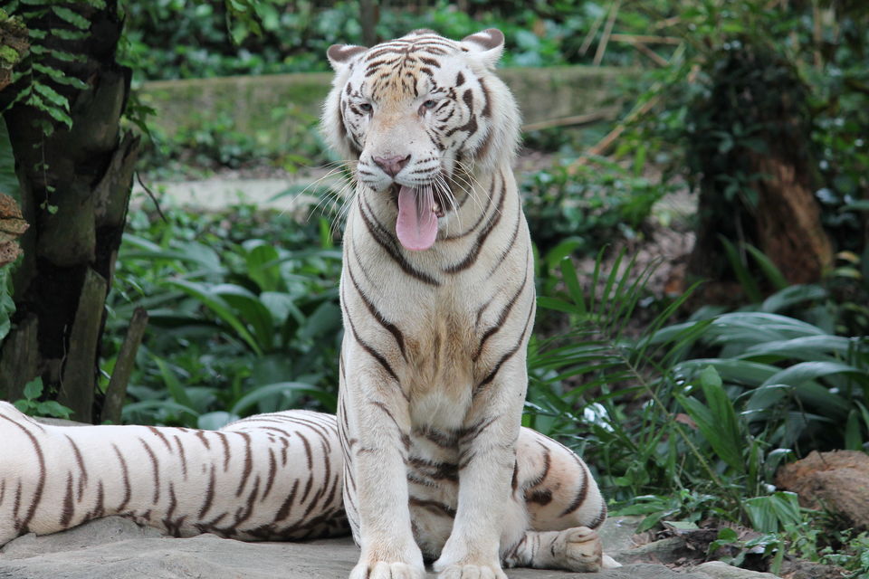 Photo of ‘SINGAPORE’ calling!!!!! 2/7 by Mayank Maheshwari