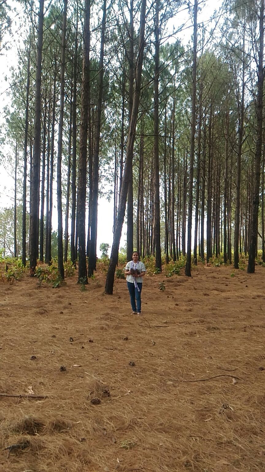 Photo of Netarhat, Jharkhand, India by Anshu David Kiro