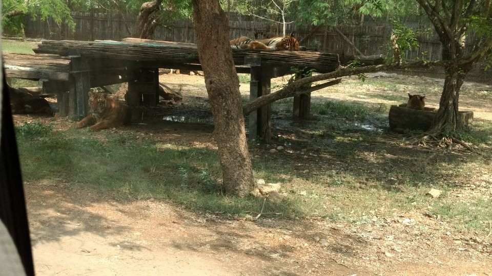 Photo of Safari World, Thanon Panya Intra, Sam Wa Tawan Tok, Khlong Sam Wa, Bangkok, Thailand by Preeti Choudhary