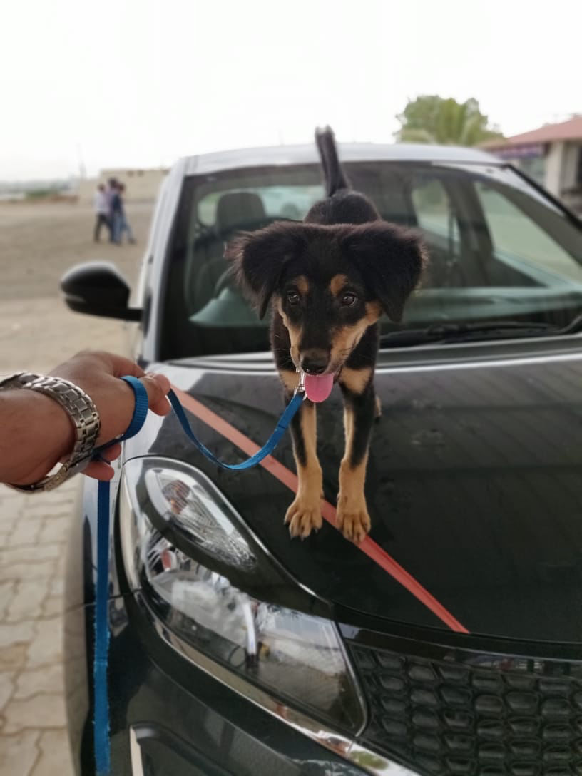 Photo of Road Trip, Dog Owner And Struggle For Pet Friendly Hotel by Preeti Choudhary