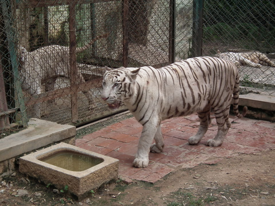 Photo of Bannerghatta National Park, Bannerghatta Road, Bannerughatta, Bengaluru, Karnataka, India by Payal Mathur