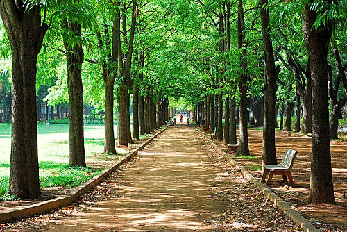 Photo of Cubbon Park, Shivaji Nagar, Bengaluru, Karnataka by Payal Mathur