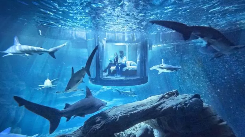 Photo of Government Aquarium, Kasturba Road, Shanthala Nagar, Bangalore, Karnataka, India by Payal Mathur