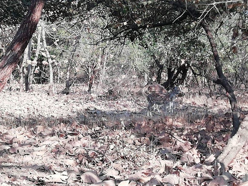Photo of Gir National Park Safari... by Laxmi Oraon