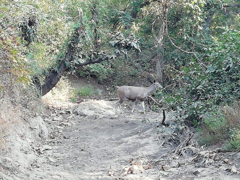 Photo of Gir National Park Safari... by Laxmi Oraon