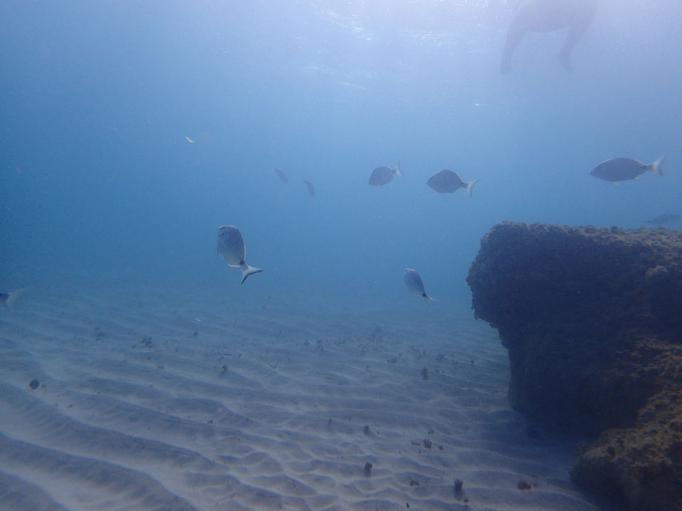 Photo of Mallorca - Jump, snorkel, dive, relax! by Abhishek shrivastav