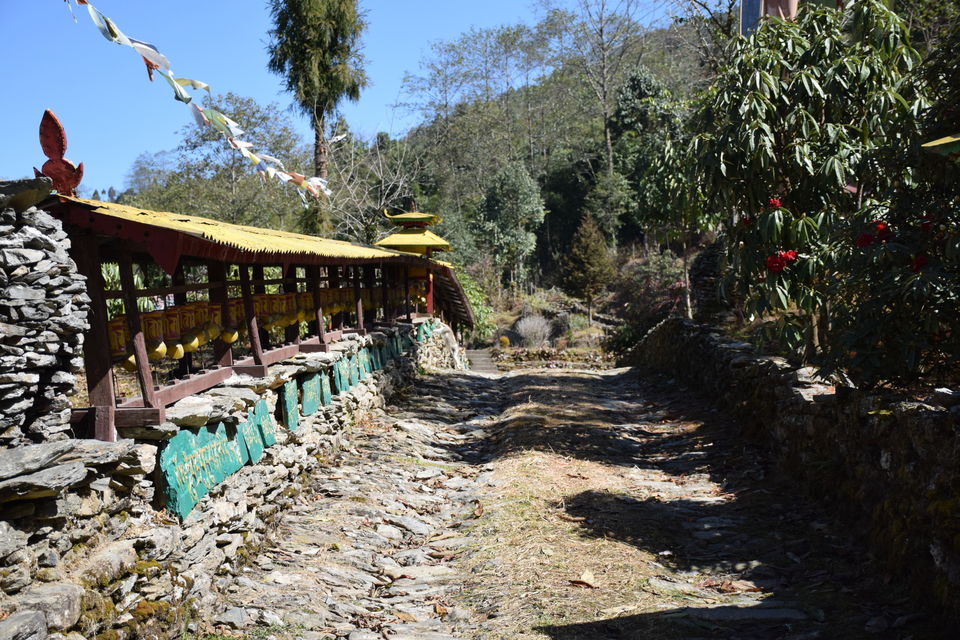 Photo of Mt Narsing Village Resort, Legship-Rabongla Road, Bakhim, Sikkim, India by Jayashree Sengupta
