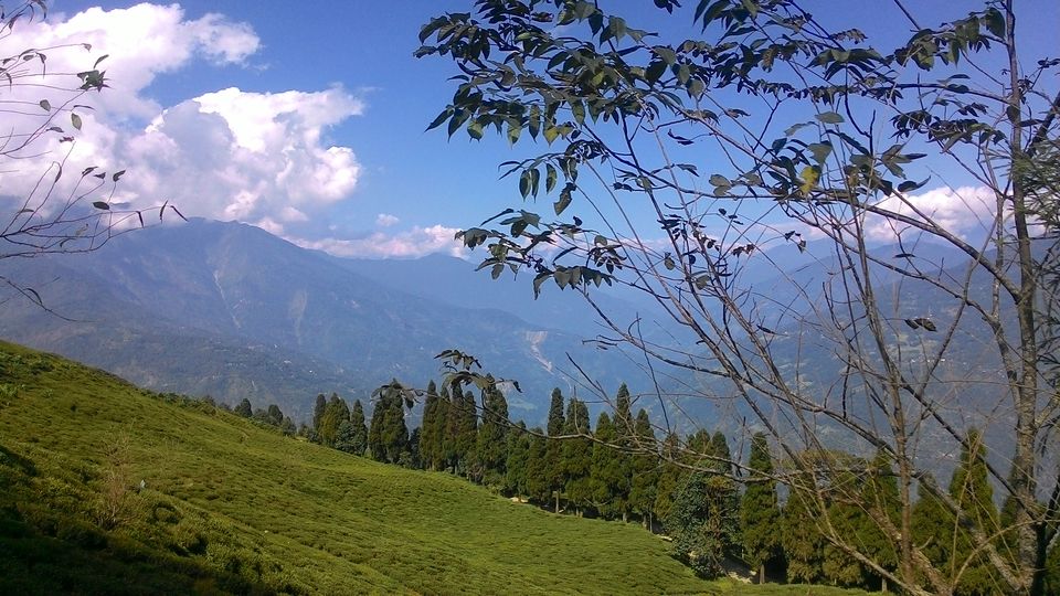 Photo of Temi Tea Garden, Sikkim, India by Jayashree Sengupta