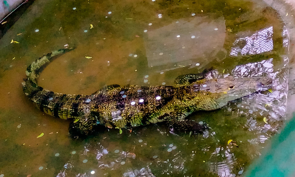 Photo of Nandankanan Zoological Park, Barang, Odisha, India by Jayashree Sengupta