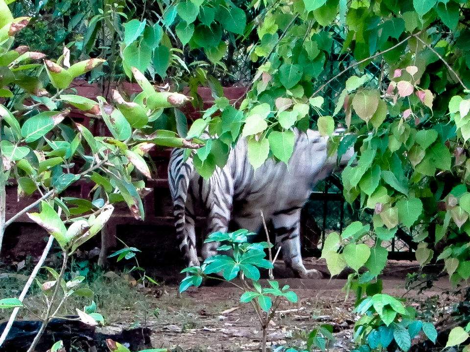 Photo of Nandankanan Zoological Park, Barang, Odisha, India by Jayashree Sengupta