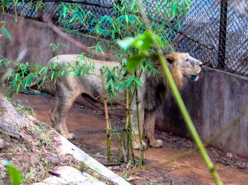 Photo of Nandankanan Zoological Park, Barang, Odisha, India by Jayashree Sengupta