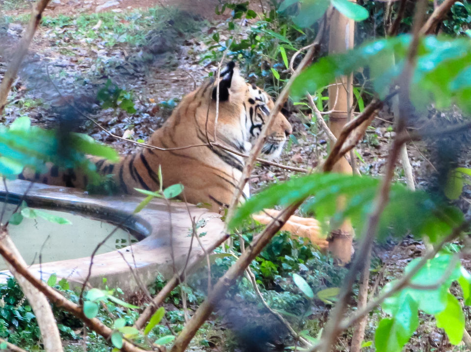 Photo of Nandankanan Zoological Park, Barang, Odisha, India by Jayashree Sengupta