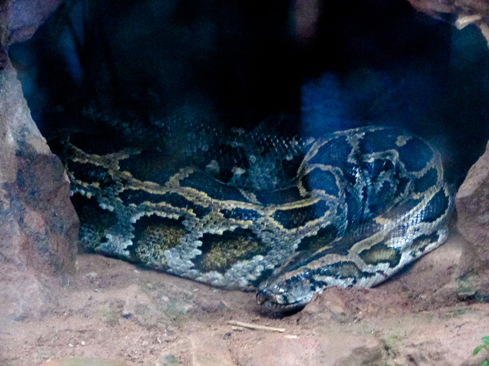 Photo of Nandankanan Zoological Park, Barang, Odisha, India by Jayashree Sengupta