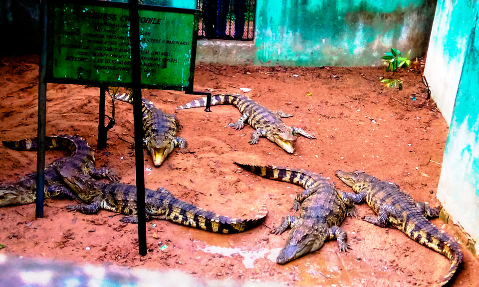 Photo of Nandankanan Zoological Park, Barang, Odisha, India by Jayashree Sengupta