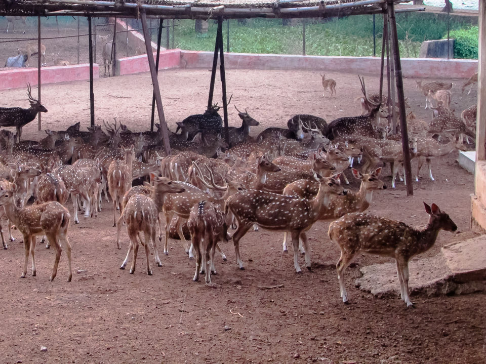 Photo of Nandankanan Zoological Park, Barang, Odisha, India by Jayashree Sengupta