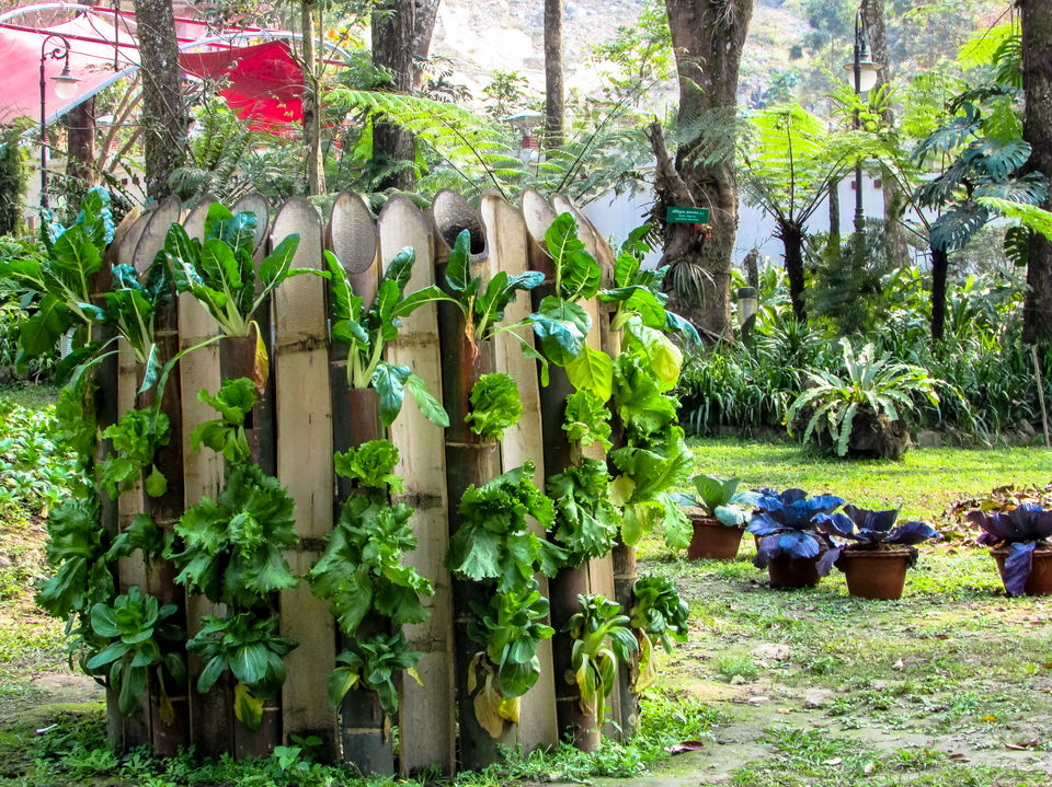 Photo of Saramsa Garden, Sikkim, India by Jayashree Sengupta