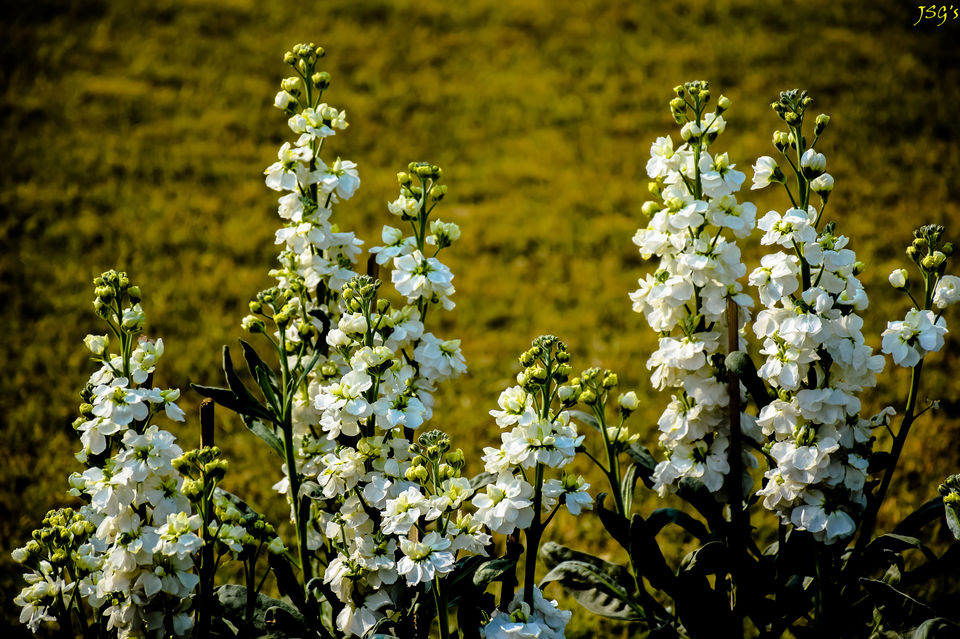 Photo of Echoes of the Royal Mausoleums- I by Jayashree Sengupta