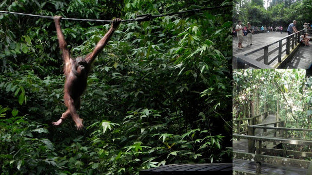 Photo of Bornean Sun Bear Conservation Centre by Monica Tindall