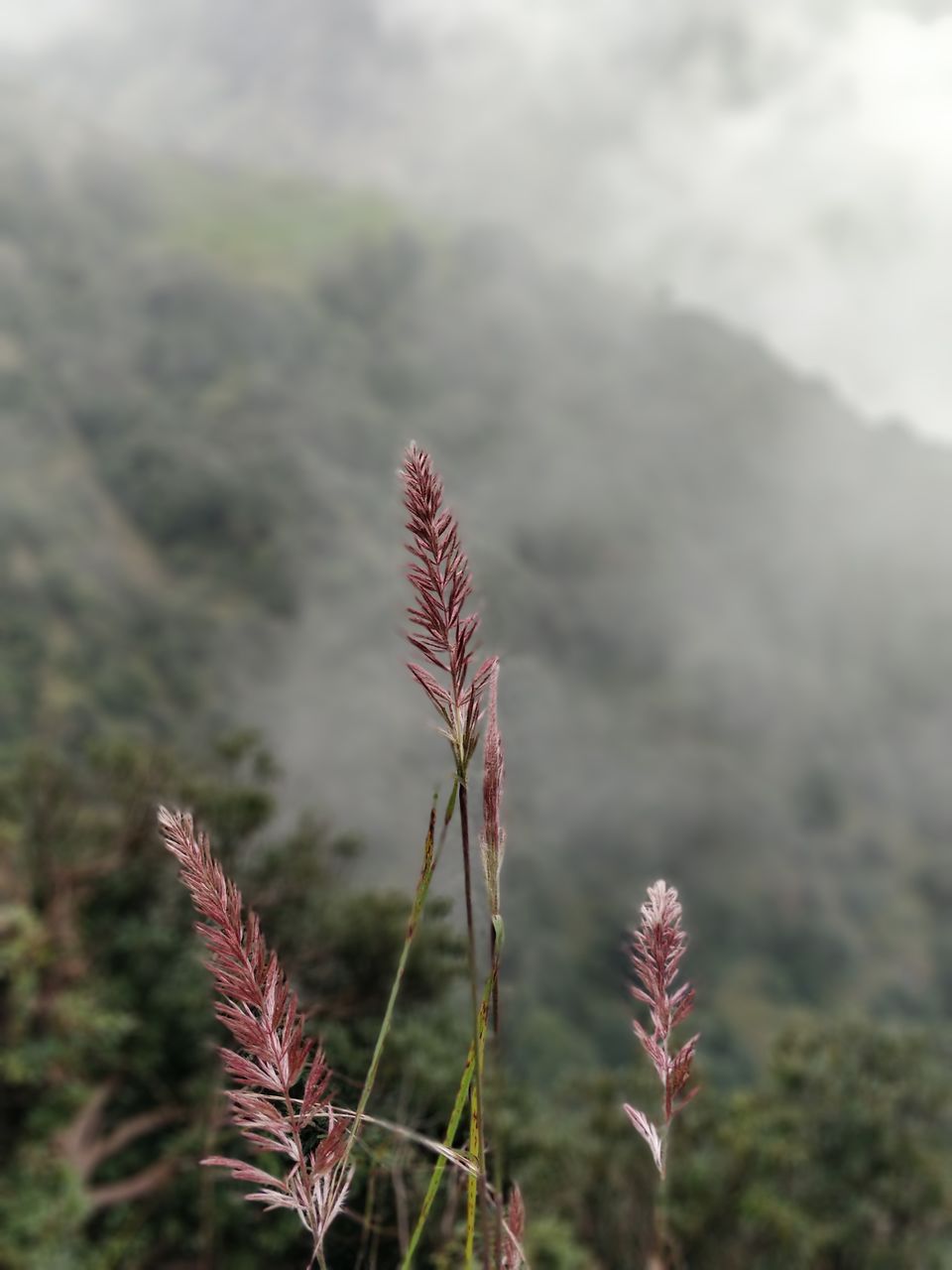 Photo of Triund Trek, Trail to Triund Hill, Dharamshala, Himachal Pradesh, India by Prachi Shah