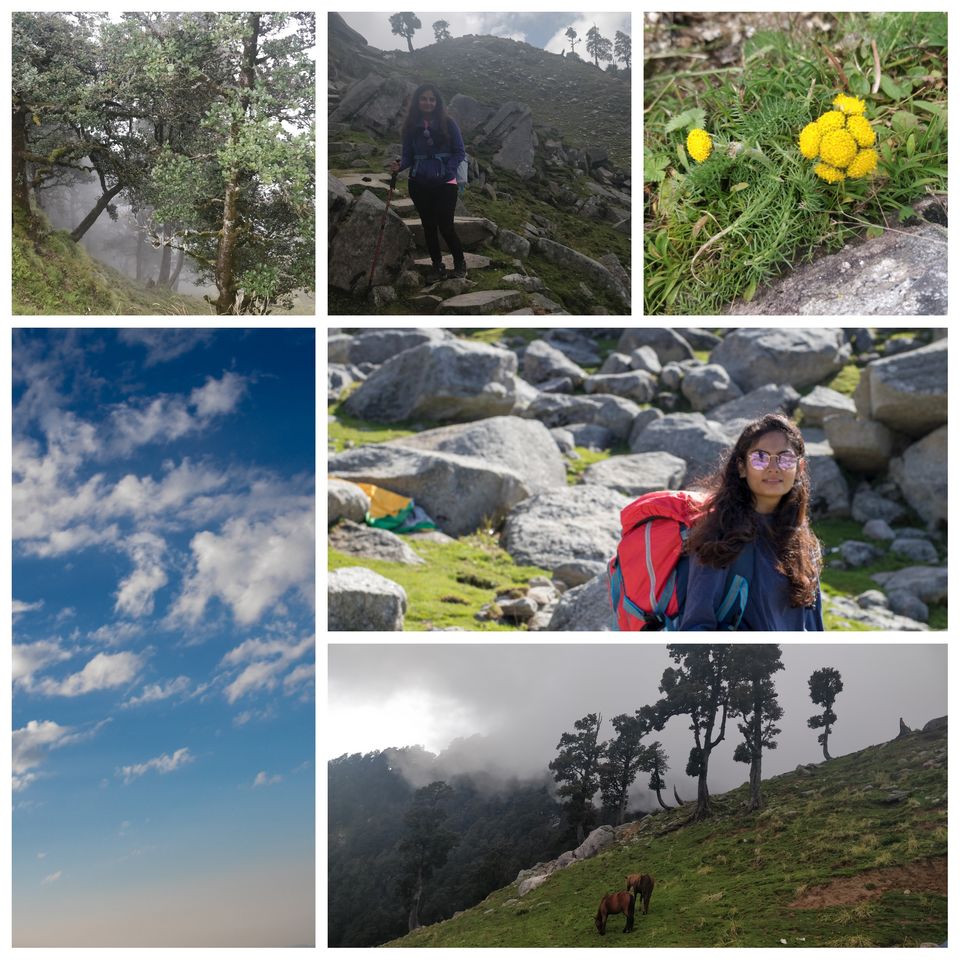 Photo of Delhi - Indrahar Pass trek - Paragliding at Bir Billing DAY 5 by Prachi Shah