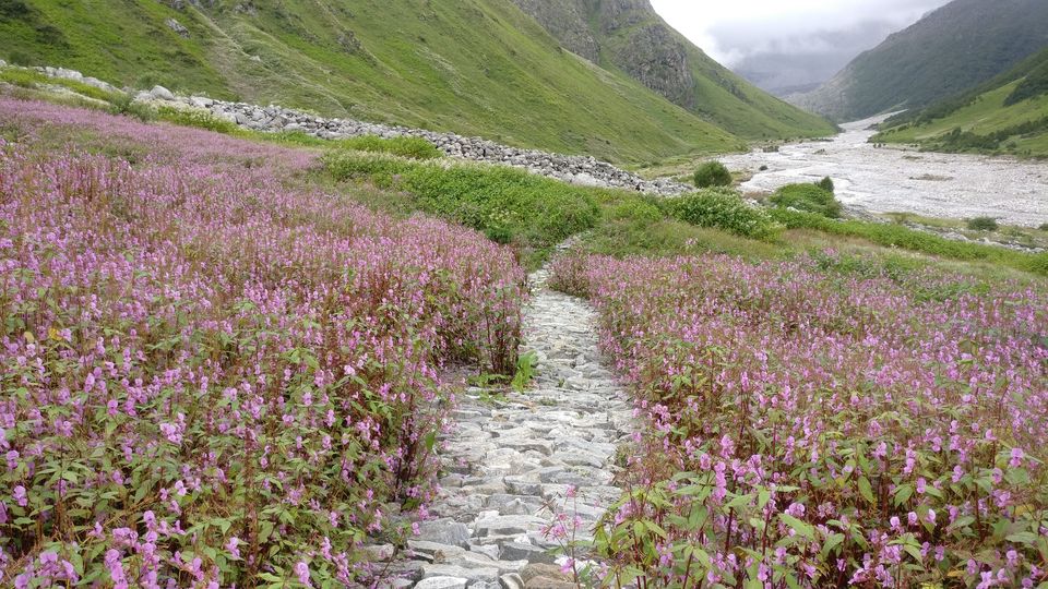 Photo of Valley of Flowers National Park, Uttarakhand, India by Prachi Shah