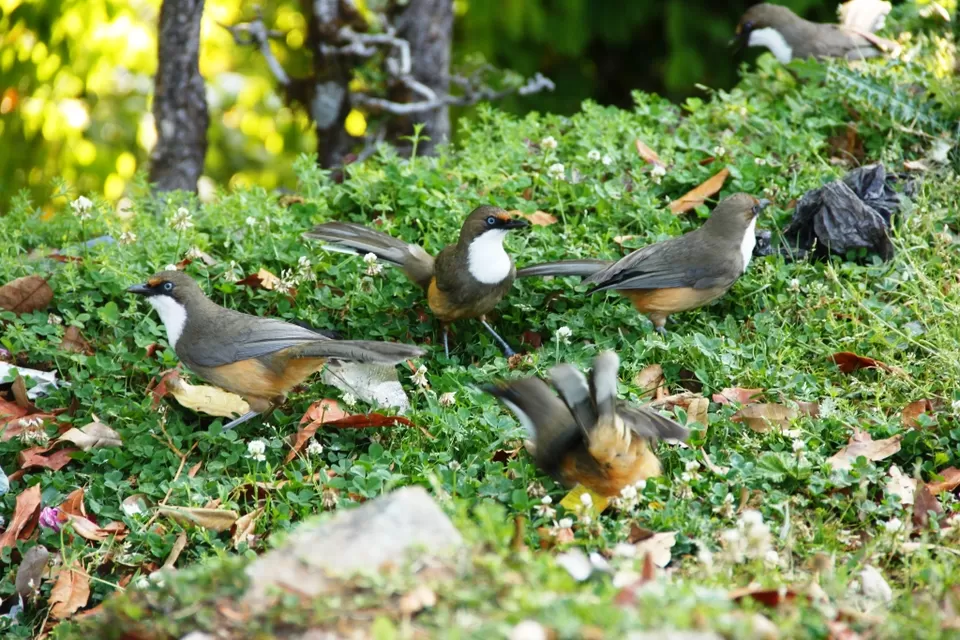 Photo of Chopta, Uttarakhand, India by Shrutikantha Kandali