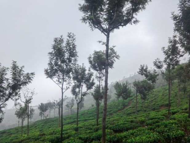 Photo of COONOOR- A Sanctuary of Tranquility by Sushree Kanti