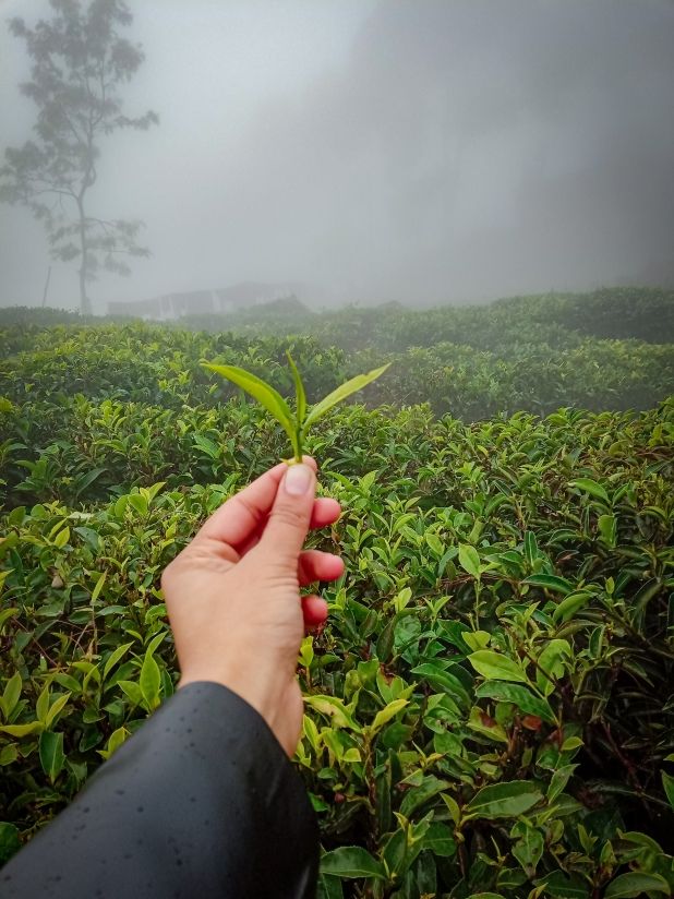 Photo of COONOOR- A Sanctuary of Tranquility by Sushree Kanti