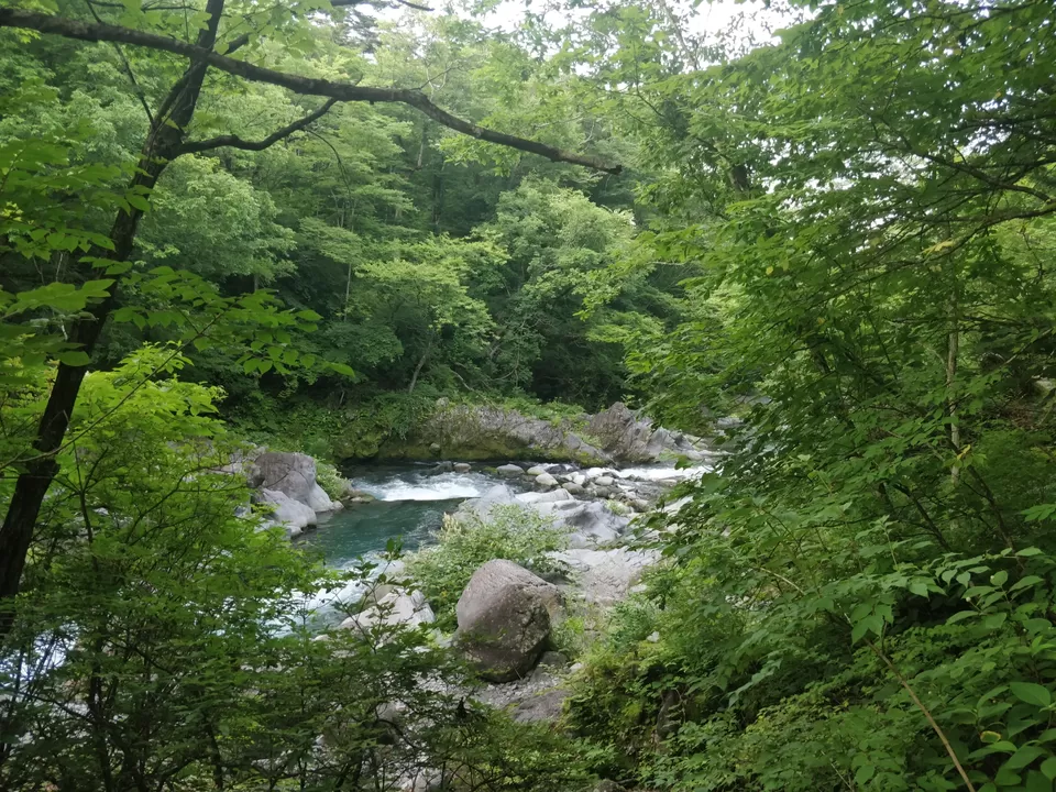 Photo of Marvellous Nikko by Rajath BR