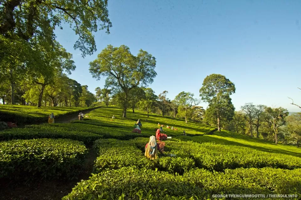 Photo of Valparai, Tamil Nadu, India by Jeetendra Ajmera