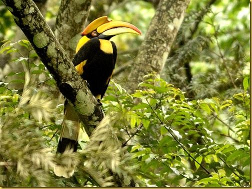 Photo of Valparai Forest Trail: Road Trip from Kerala to Tamil Nadu via Athirappilly by Jeetendra Ajmera