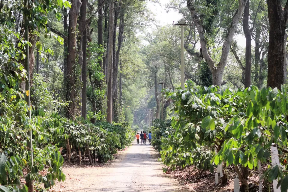 Photo of Traveller to Coorg by Arindam Sarkar