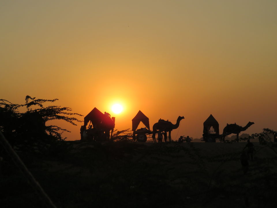 Photo of Pushkar Animal Fair in Rajasthan 3/8 by Shruti Pradhan