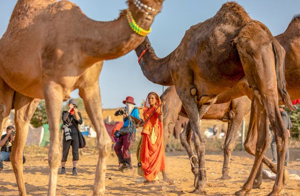 Photo of Pushkar Animal Fair in Rajasthan 8/8 by Shruti Pradhan