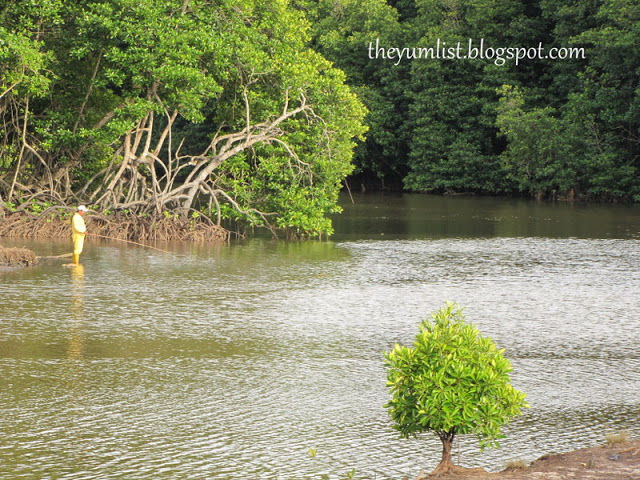 Photo of Mangrove Forest Heritage Reserve by Monica Tindall