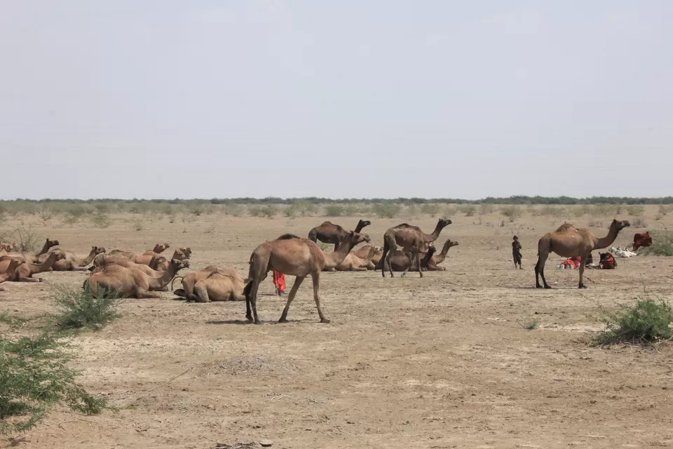 Photo of Hodko, Gujarat, India by Nandan Dongre
