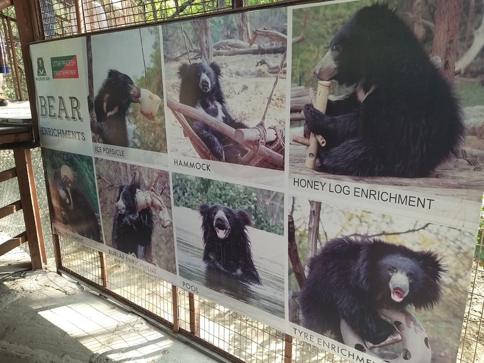 Photo of Heard About Dancing Monkeys? This Tale of Dancing Bears Will Wrench Your Heart and Soul! 1/5 by Supriya Sahu