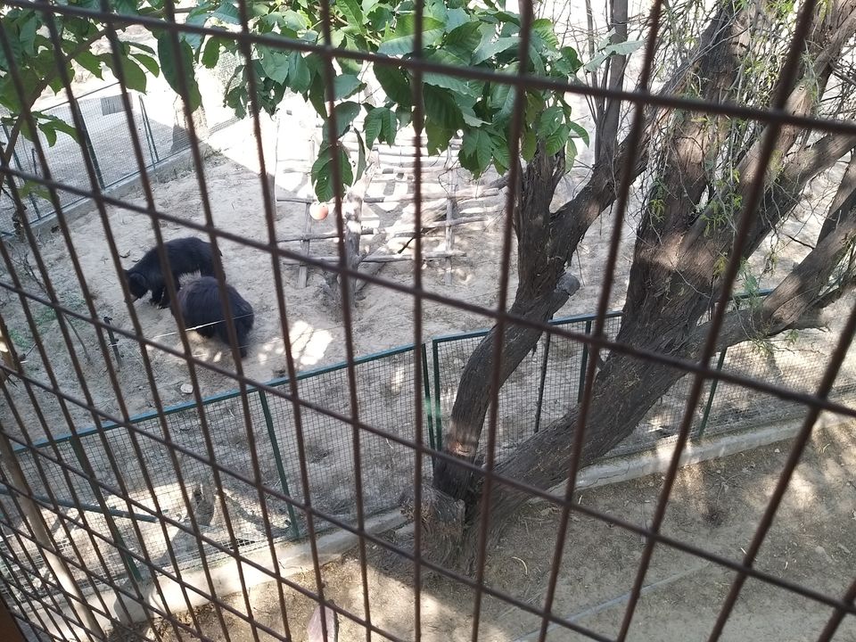 Photo of Heard About Dancing Monkeys? This Tale of Dancing Bears Will Wrench Your Heart and Soul! 4/5 by Supriya Sahu