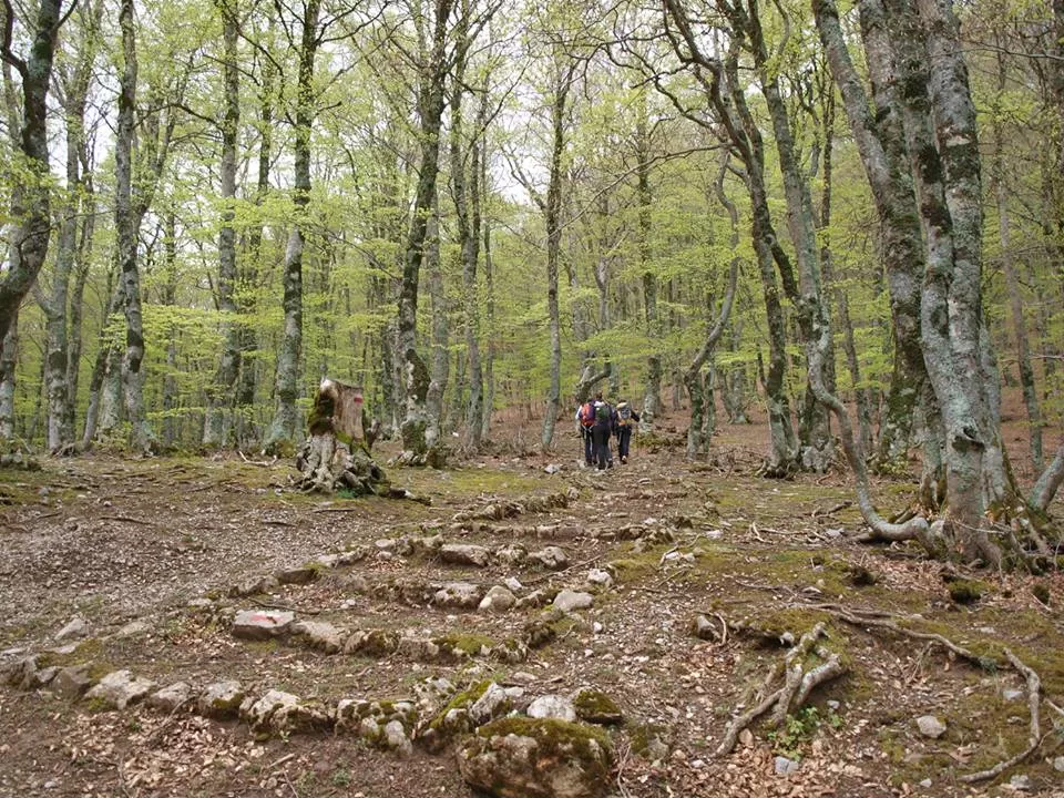 Photo of Fagosa Forest, Italy by Anna 