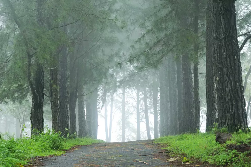 Photo of Vagamon Pine Forest, Pine Valley Road, Vedikuzhi, Kolahalamedu, Kerala, India by Cherian Varghese