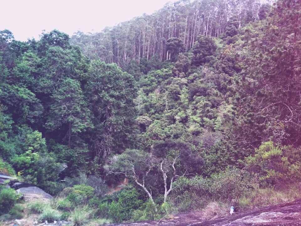 Photo of Kodaikanal, Tamil Nadu, India by Dharshaan