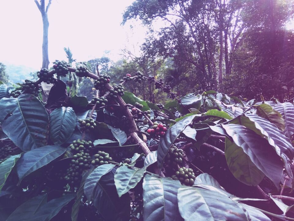 Photo of Chasing ChikkaMagaluru by DharShan