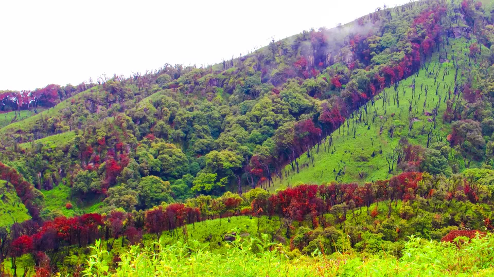 Photo of Dzükou Valley, Zunheboto, Nagaland, India by Anshuman- Travelling in my Swings!!