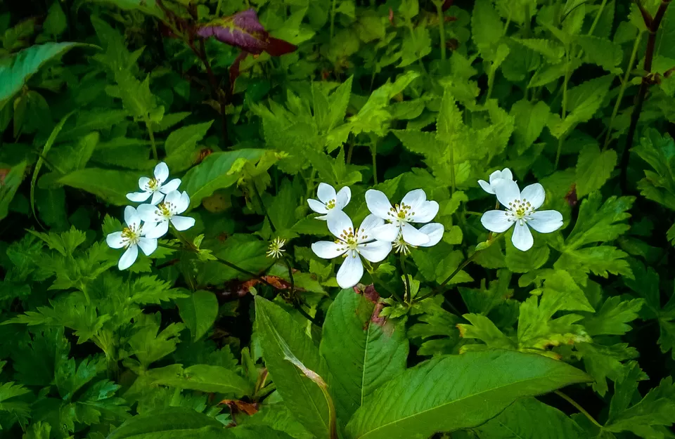 Photo of Dzükou Valley, Zunheboto, Nagaland, India by Anshuman- Travelling in my Swings!!