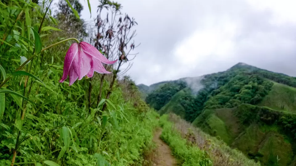 Photo of Dzükou Valley, Zunheboto, Nagaland, India by Anshuman- Travelling in my Swings!!