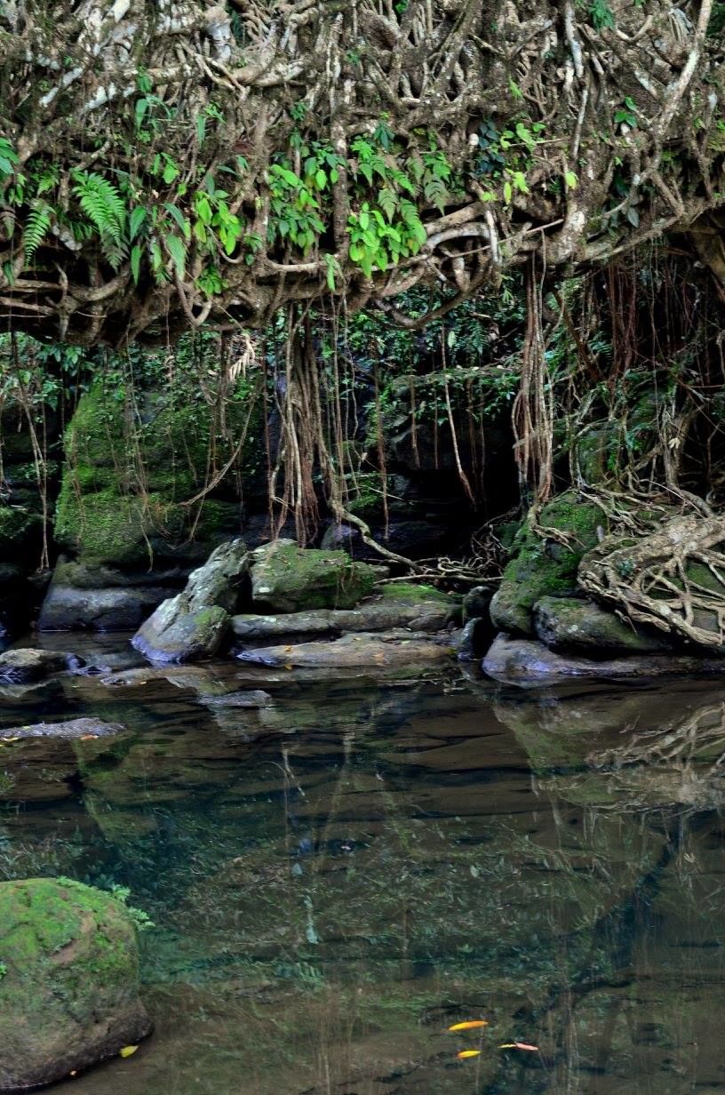 Photo of A Glimpse Of Heaven – Meghalaya 10/12 by Shefali Mehrotra