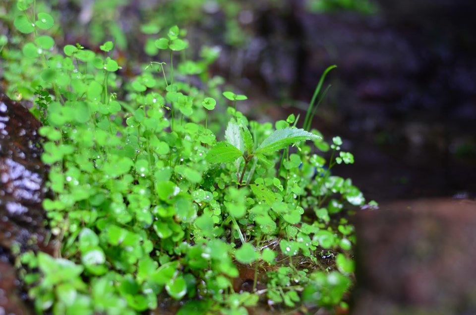 Photo of A Glimpse Of Heaven – Meghalaya 3/12 by Shefali Mehrotra