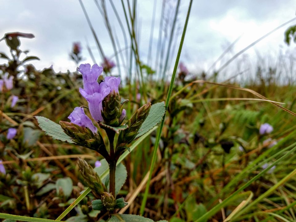 Photo of Ticket to Munnar feat. Neelakurinji by Hithesh Bhat