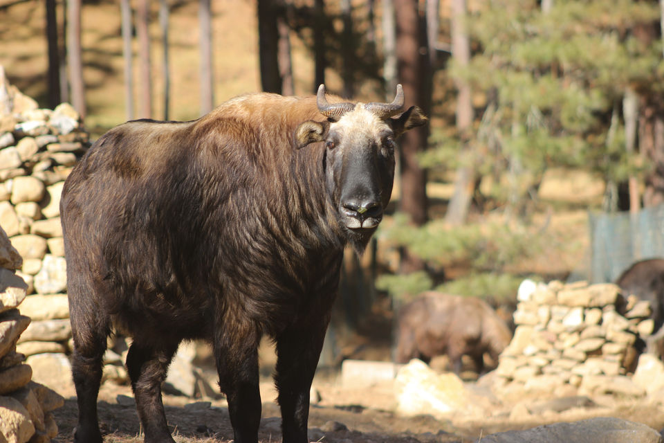 Photo of Royal Takin Preserve, Motithang, Bhutan by Hithesh Bhat
